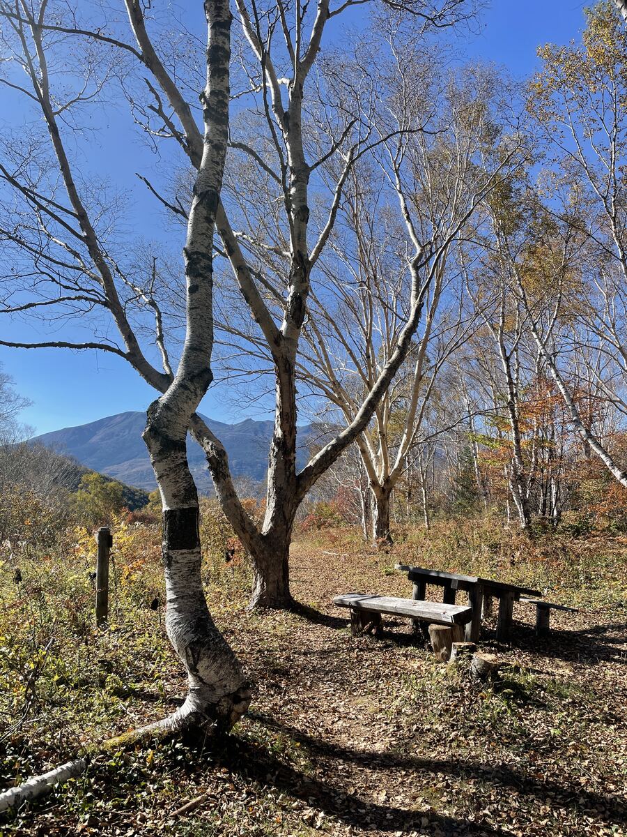 白樺峠の名の由来となった白樺林と、色づき始めた乗鞍高原の紅葉